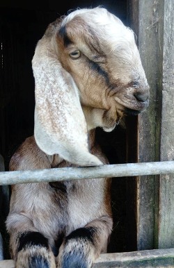 Glynelwyn Anglo-Nubian billy