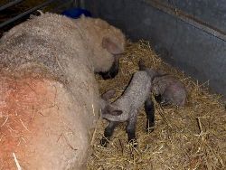 Faithmead Dorset Downs