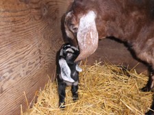 Faihtmead Anglo-Nubian goats