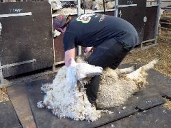 Glynelwyn shearing