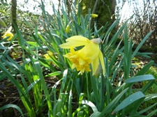 Glynelwyn daffodils