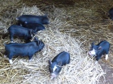 Faithmead Berkshire piglets
