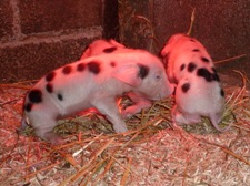 Faithmead Gloucester Spot piglets