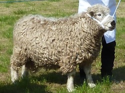 Faithmead Pembrokeshire Show