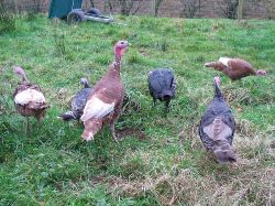 Glynelwyn turkeys